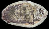 Triassic Fossil Fish In Nodule (Pos/Neg) - Madagascar #53757-2